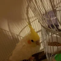 عروس هلندی|پرنده|قم, پردیسان|دیوار