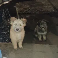 یک جفت سگ شیتزو