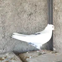 کبوتر نقش معاوضه با قلیان یا پاسور