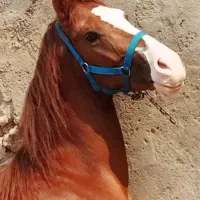 اسب