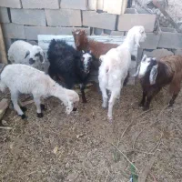 بره و کهره سالم|حیوانات مزرعه|حمیدیا, |دیوار