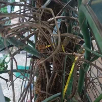 گل برگ انجیری|گل و گیاه طبیعی|فریدونکنار, |دیوار