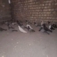 کفتر اصفهانی