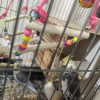 سه عدد عروس هلندی زیبا|پرنده|تهران, اتابک|دیوار