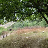 فروش زمین سوادکوه روستای سرسبز کلاریجان|فروش زمین و ملک کلنگی|آلاشت, |دیوار