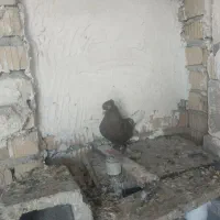 قهوه ای دم‌سفید شمعک تخت