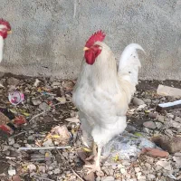 معاوضه با مرغ|حیوانات مزرعه|آزادشهر, |دیوار