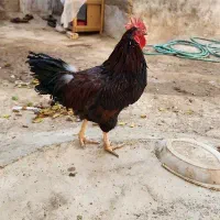 خروس جوان|حیوانات مزرعه|ارسنجان, |دیوار