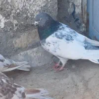 کفتر پرشی|پرنده|سیرجان, |دیوار