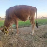 گاو چاق وسرحال|حیوانات مزرعه|بندرعباس, |دیوار