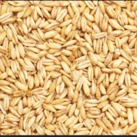 200کیلو گندم دیم تمیز