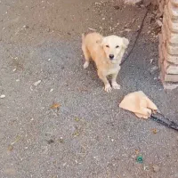 پاکوتاه ماده