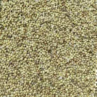 فروش گشنیز سبز بذری درجه 1