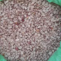 لوبیا چیتی  لپه