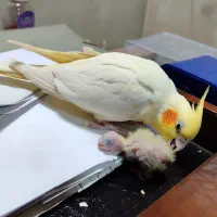 عروس هلندی گم شده|پرنده|نورآباد, |دیوار