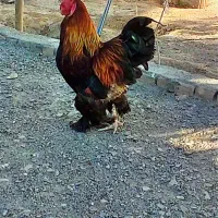 خروس برهما