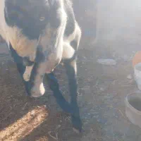 فروش نربز پنجابی