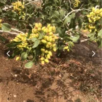 کاشمر-باغ-پسته-صادراتی-72-هکتار-چاه-مجوز-دار