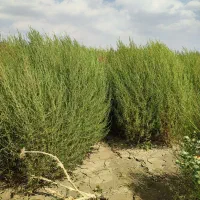 جارو|جاروبرقی، جارو شارژی، بخارشو|سنقر, |دیوار