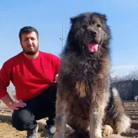 سگ قفقازی توله سایز درشت واکسن خورده