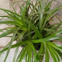 حراج گل|گل و گیاه طبیعی|علی‌آباد کتول, |دیوار
