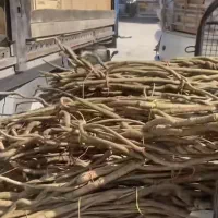 شاخه های درخت جنگلی