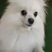 سگ گمشده|حیوانات|سرخرود, |دیوار