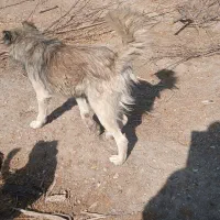 سگ گله ای  دو عدد|سگ|کهک, |دیوار