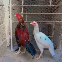 ی جفت مرغ خروس وارداتی نصل بالا