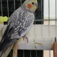 طوطی عروس ۴۵۰الوند