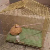 قفس پرنده سایز بزرگ نو به همراه وسایل