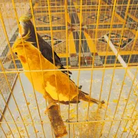 جفت عروس هلندی مولد|پرنده|اهرم, |دیوار