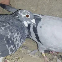 جفت آلمانی
