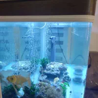 اکواریوم با تمام لوازم