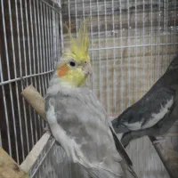 عروس هلندی نر