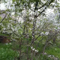 باغ-ویلا