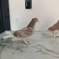 کبوتر پرشی|پرنده|فردیس, شهرک ناز|دیوار