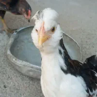 ۳تا