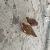 مرغ خانگی|حیوانات مزرعه|اسلامشهر, شهرک توحید|دیوار