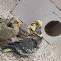 ساعت حراج کاملاً دستی