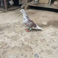 ماده|پرنده|گنبد کاووس, |دیوار