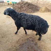 قوچ قره قزیل