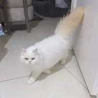 گربه پرشین ۶ ماهه