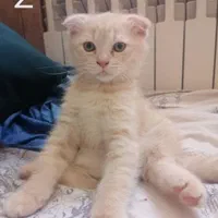 بچه گربه اسکاتیش فولد