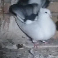 زینتی طاووسی