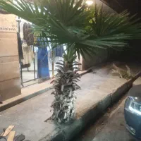 نخل پالم نخل واشنگتن نخل تزئینی