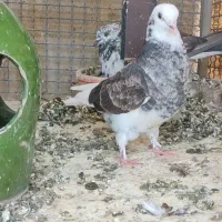 کبوتر