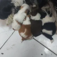 واگذاری شیتزو|سگ|کوچصفهان, |دیوار