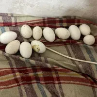 تخم غاز محلی