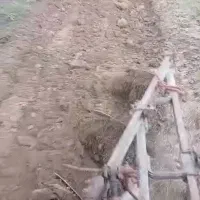 خدمات کشاورزی|خدمات باغبانی و درختکاری|کردکوی, |دیوار